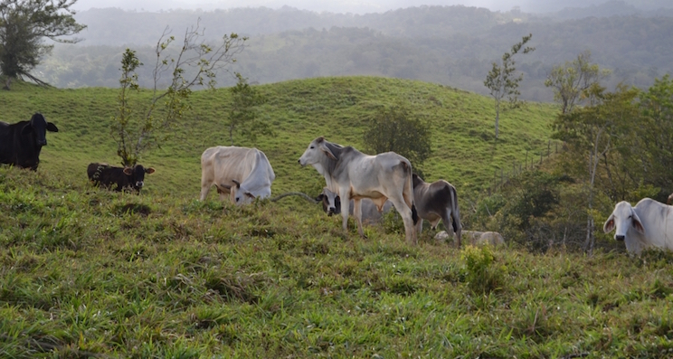 Inversionistas daneses satisfechos con oportunidades empresariales en Nicaragua